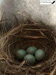 Attēlu rezultāti vaicājumam “Erithacus rubecula eggs”