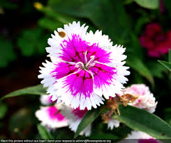 Attēlu rezultāti vaicājumam “Dianthus barbatus flower”