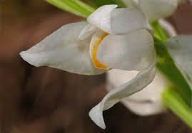 Attēlu rezultāti vaicājumam “Cephalanthera longifolia”