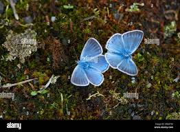 Attēlu rezultāti vaicājumam “Agrodiaetus amandus male”