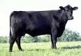 Beef Cattle Production Information and Resources