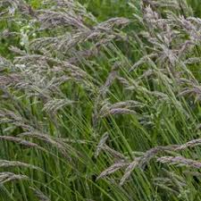 Attēlu rezultāti vaicājumam “Calamagrostis canescens fruit”
