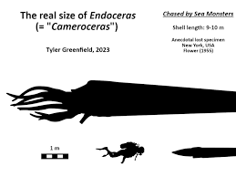 Attēlu rezultāti vaicājumam “Endoceras”