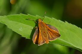 Attēlu rezultāti vaicājumam “Ochlodes sylvanus underside”