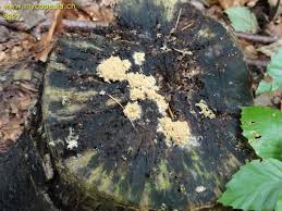 Attēlu rezultāti vaicājumam “Heterotrichia obvelata (syn. Arcyria obvelata) young”