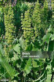 Attēlu rezultāti vaicājumam “Rumex confertus”