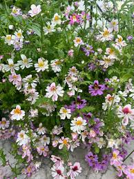 Image result for Schizanthus