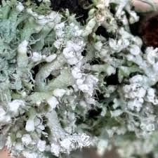 Attēlu rezultāti vaicājumam “Physcia adscendens”