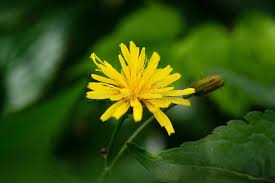 Attēlu rezultāti vaicājumam “Crepis paludosa leaf”