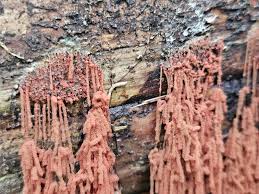 Attēlu rezultāti vaicājumam “Siphoptychium violaceum young”