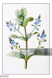 Attēlu rezultāti vaicājumam “Veronica beccabunga leaf”