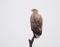 Image result for Haliaeetus albicilla