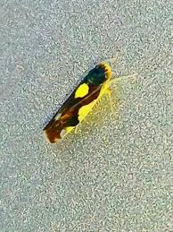 Attēlu rezultāti vaicājumam “Eupteryx vittata”