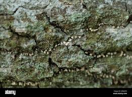 Attēlu rezultāti vaicājumam “Phleogena faginea young”