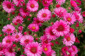 Image result for Aster novi-belgii