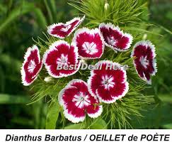 Image result for Dianthus barbatus