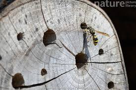 Attēlu rezultāti vaicājumam “Ancistrocerus sp.”