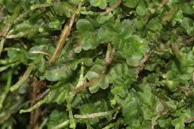 Attēlu rezultāti vaicājumam “Jungermannia leiantha”