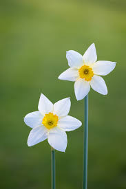 Attēlu rezultāti vaicājumam “Narcissus flower”