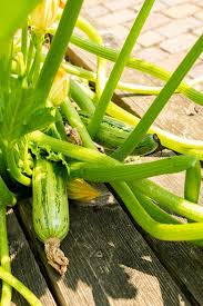 Attēlu rezultāti vaicājumam “Cucurbita pepo leaf”