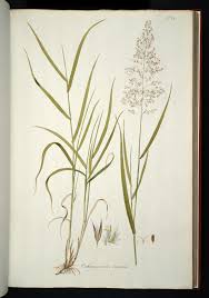 Attēlu rezultāti vaicājumam “Calamagrostis canescens”