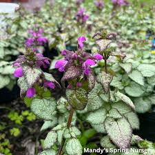 Attēlu rezultāti vaicājumam “Lamium maculatum”