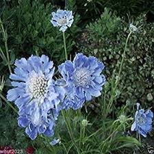 Image result for scabiosa caucasica