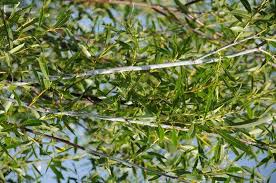Attēlu rezultāti vaicājumam “Salix daphnoides”