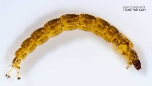 Attēlu rezultāti vaicājumam “Chironomidae larvae”