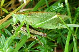 Attēlu rezultāti vaicājumam “Tettigonia cantans”