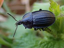 Attēlu rezultāti vaicājumam “Phosphuga atrata”