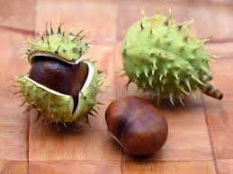 Attēlu rezultāti vaicājumam “Aesculus hippocastanum fruit”