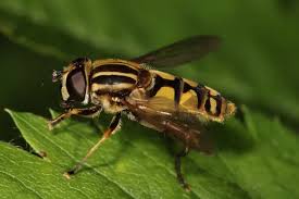 Attēlu rezultāti vaicājumam “Helophilus pendulus”