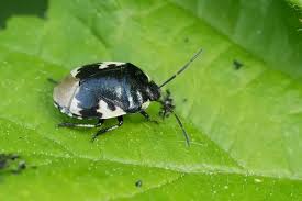 Attēlu rezultāti vaicājumam “Tritomegas bicolor imago”