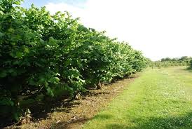 Image result for Pembury Cc