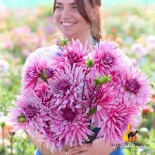 Image result for Dahlia x pinnata `Decorative Giants`