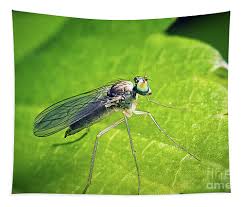 Attēlu rezultāti vaicājumam “Dolichopodidae”