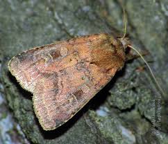 Attēlu rezultāti vaicājumam “Diarsia florida”