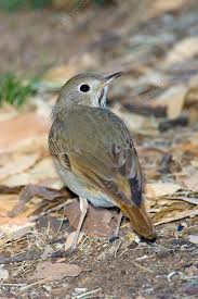 Image result for Catharus guttatus