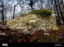 Attēlu rezultāti vaicājumam “Inonotus rheades”