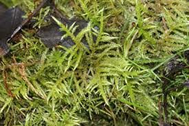 Attēlu rezultāti vaicājumam “Pleurocarpous mosses”