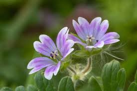 Attēlu rezultāti vaicājumam “Geranium molle flower”