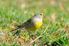 Image result for Carduelis citrinella