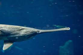 Image result for Polyodon spathula