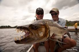 Image result for Goliath Tigerfish