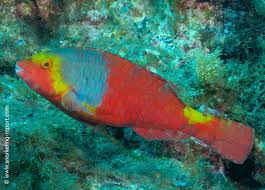 Image result for Sparisoma cretense