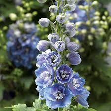 Attēlu rezultāti vaicājumam “Delphinium elatum  flower”