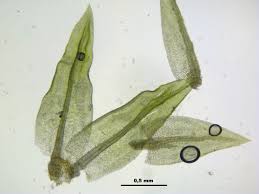 Attēlu rezultāti vaicājumam “Pohlia elongata”