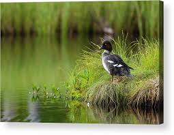Attēlu rezultāti vaicājumam “Bucephala clangula”