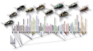 Attēlu rezultāti vaicājumam “Bembidion litorale”